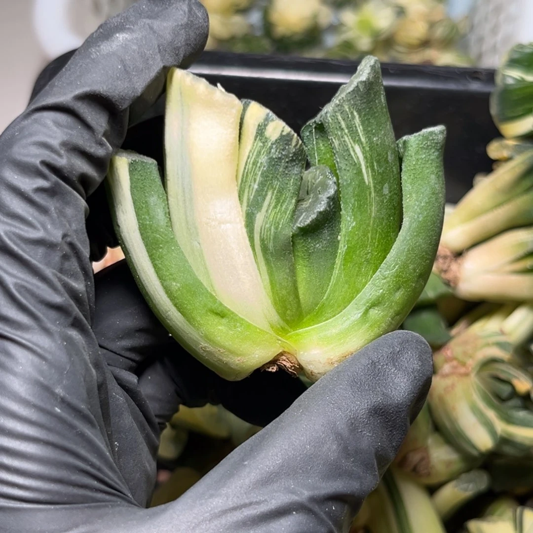 遇**椰44.22.8888888888888