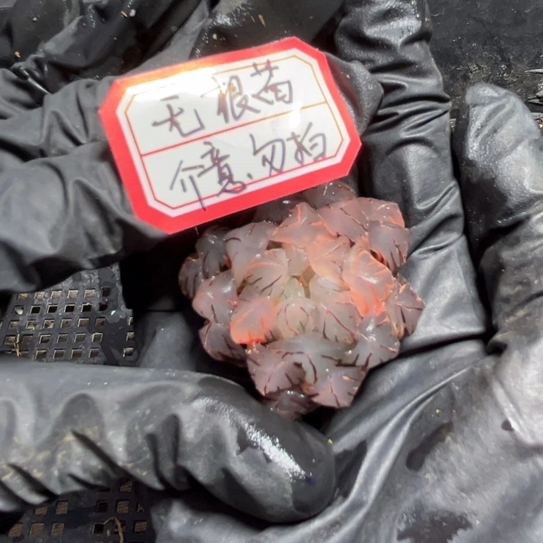 322.88888888888888888