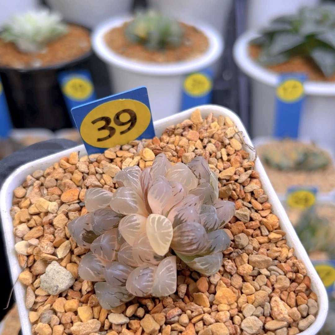 【闪购商品】冰灯锦