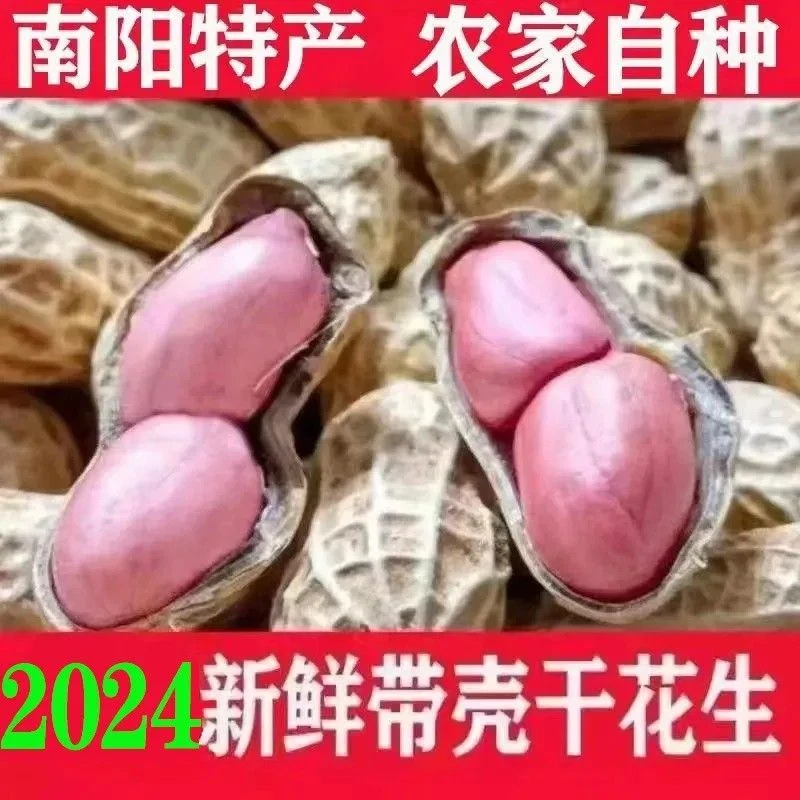 2024南阳新鲜农家晒干生花生带壳白沙种子酒店食堂可整袋可发物流