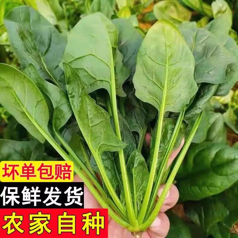 河南南阳新鲜菠菜矮脚红根现挖现发霜冻厚叶菠菜农家自种新鲜蔬菜
