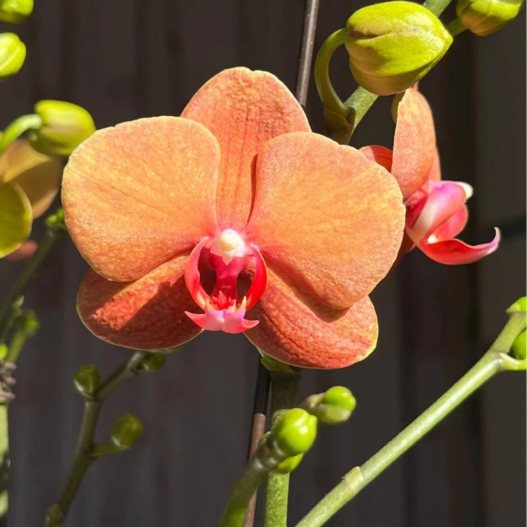 金桔蝴蝶兰  中花3.5加高杯双花剑苗好养 室内观赏盆栽花卉