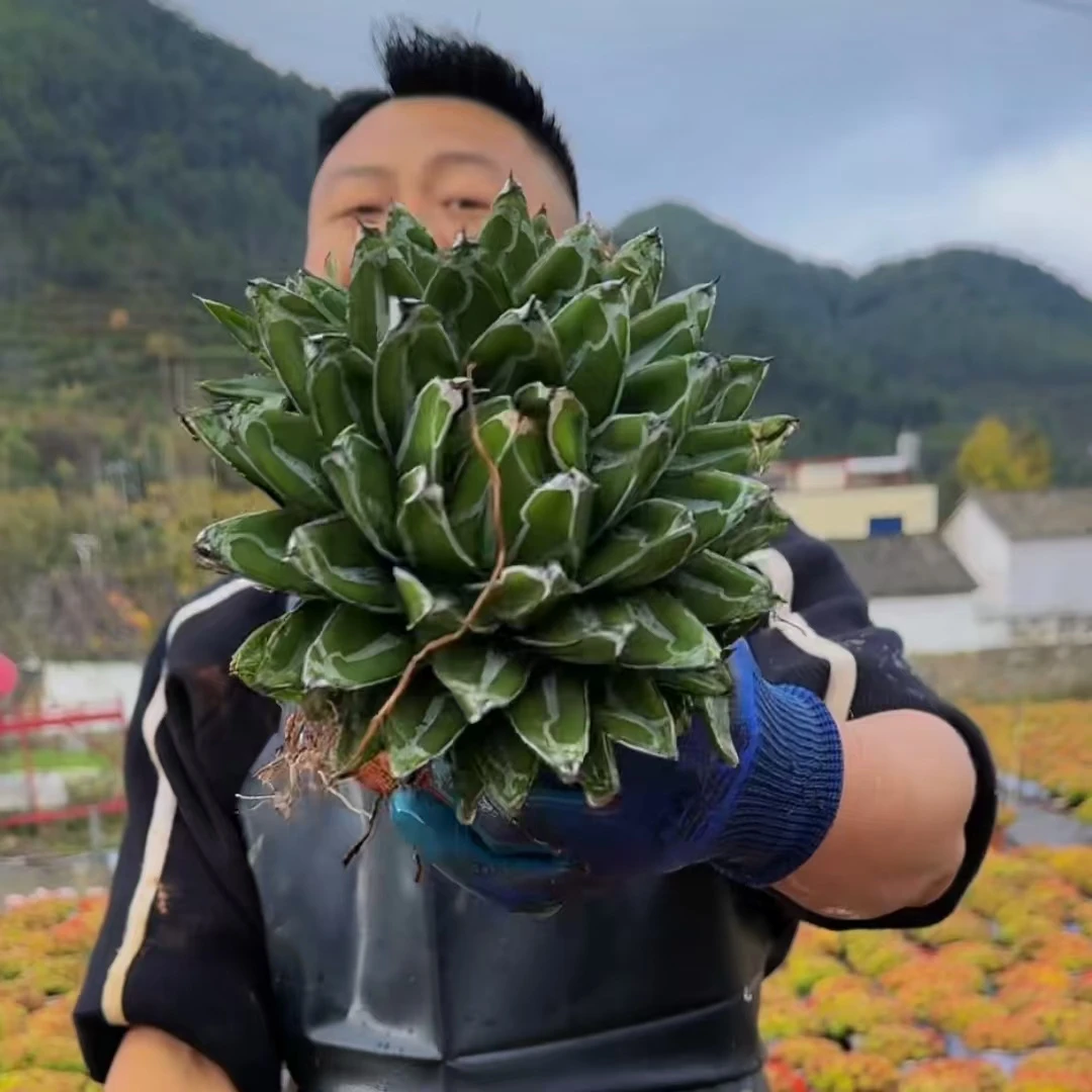 零花钱多肉    世之雪      自购区   仙人掌科