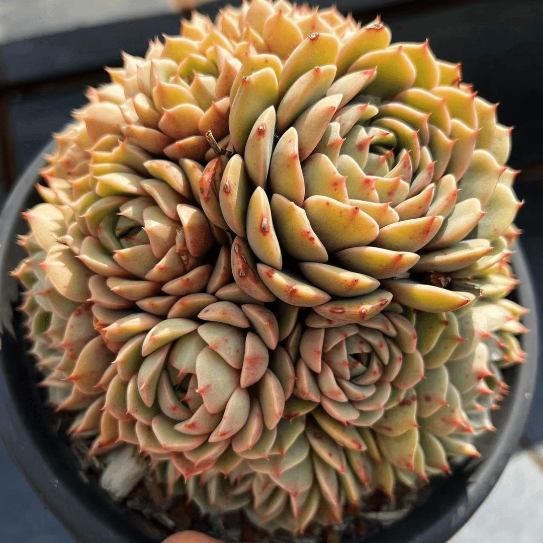 笨吧蒂斯精品  20-22cm  28元  自购区 多肉植物
