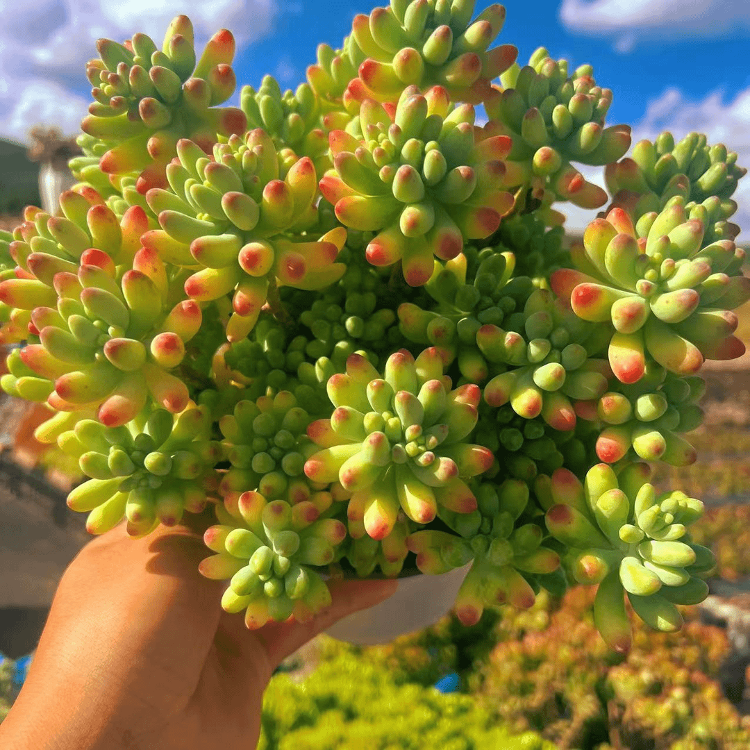 果冻乙女心 13.8￥ 16-18cm  多肉植物