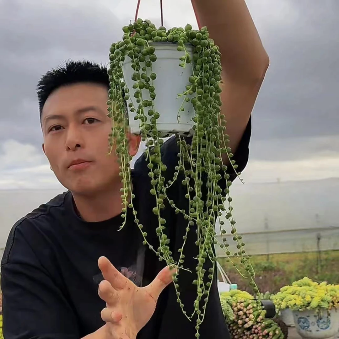 零花钱多肉  爆炸盆佛珠     多肉植物   热卖款 种植 施肥