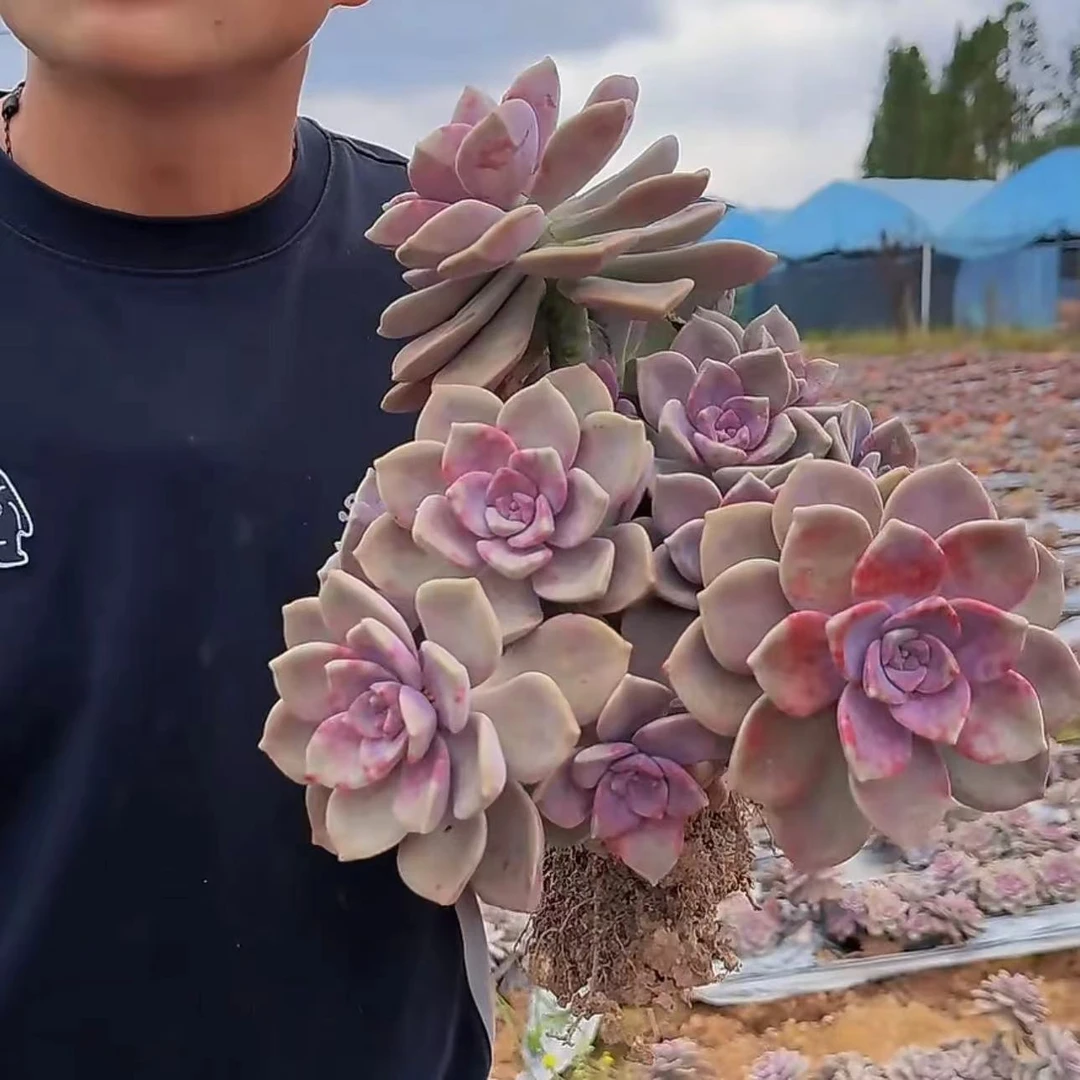 零花钱多肉  地栽紫乐特价款    15.8#   公园   多肉植物  种植