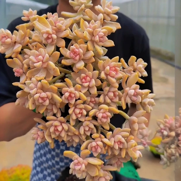 零花钱多肉   紫雾（淡雪）精品款    29.8#   dy    多肉植物