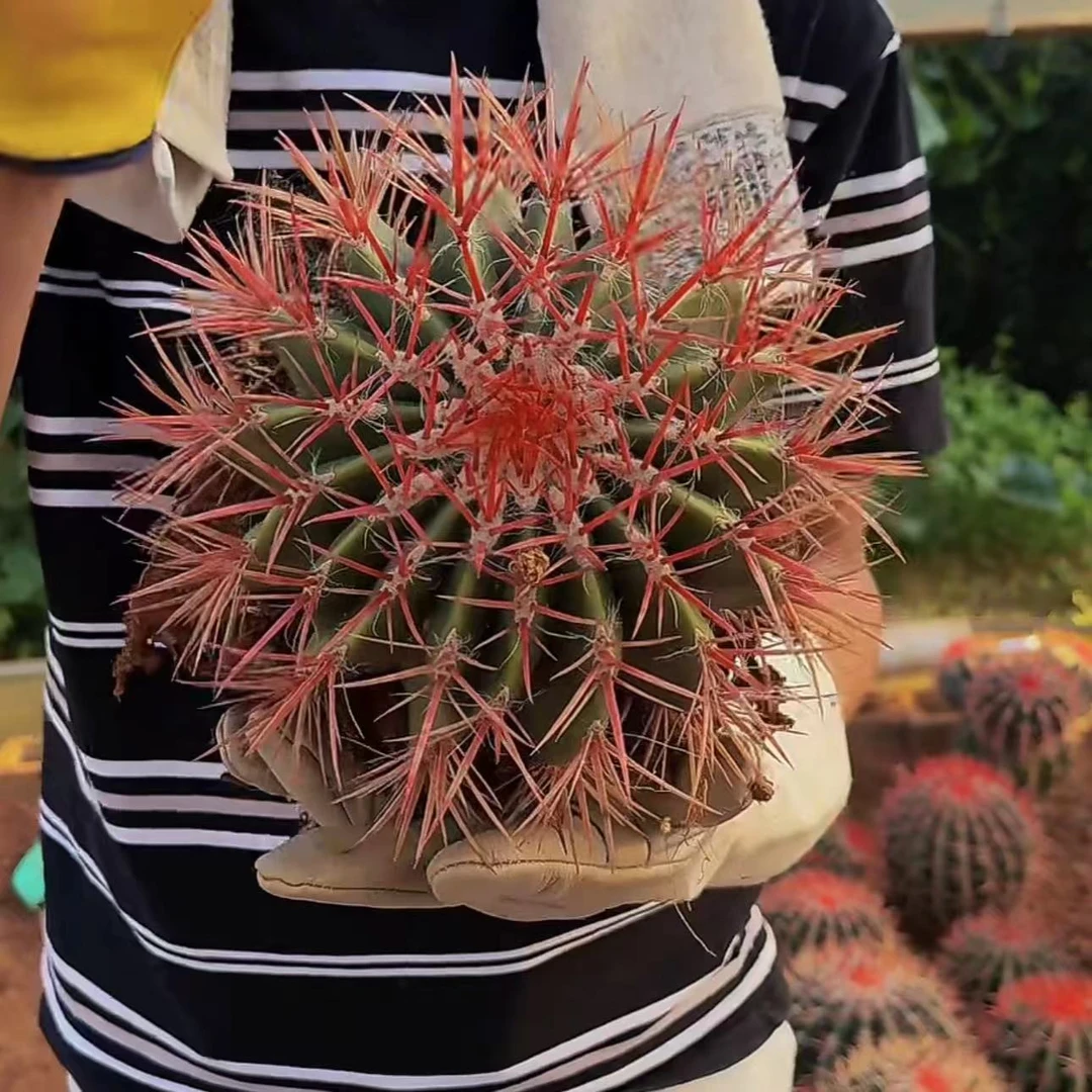 赤凤（红虎）带刺冠幅16-18cm   仙人掌科新手好养简单