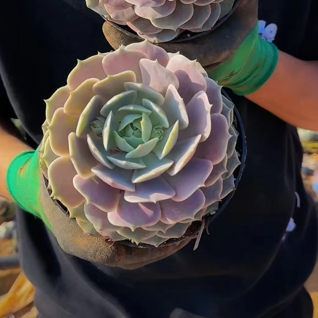 零花钱多肉   露娜莲大单头 18#  多肉植物