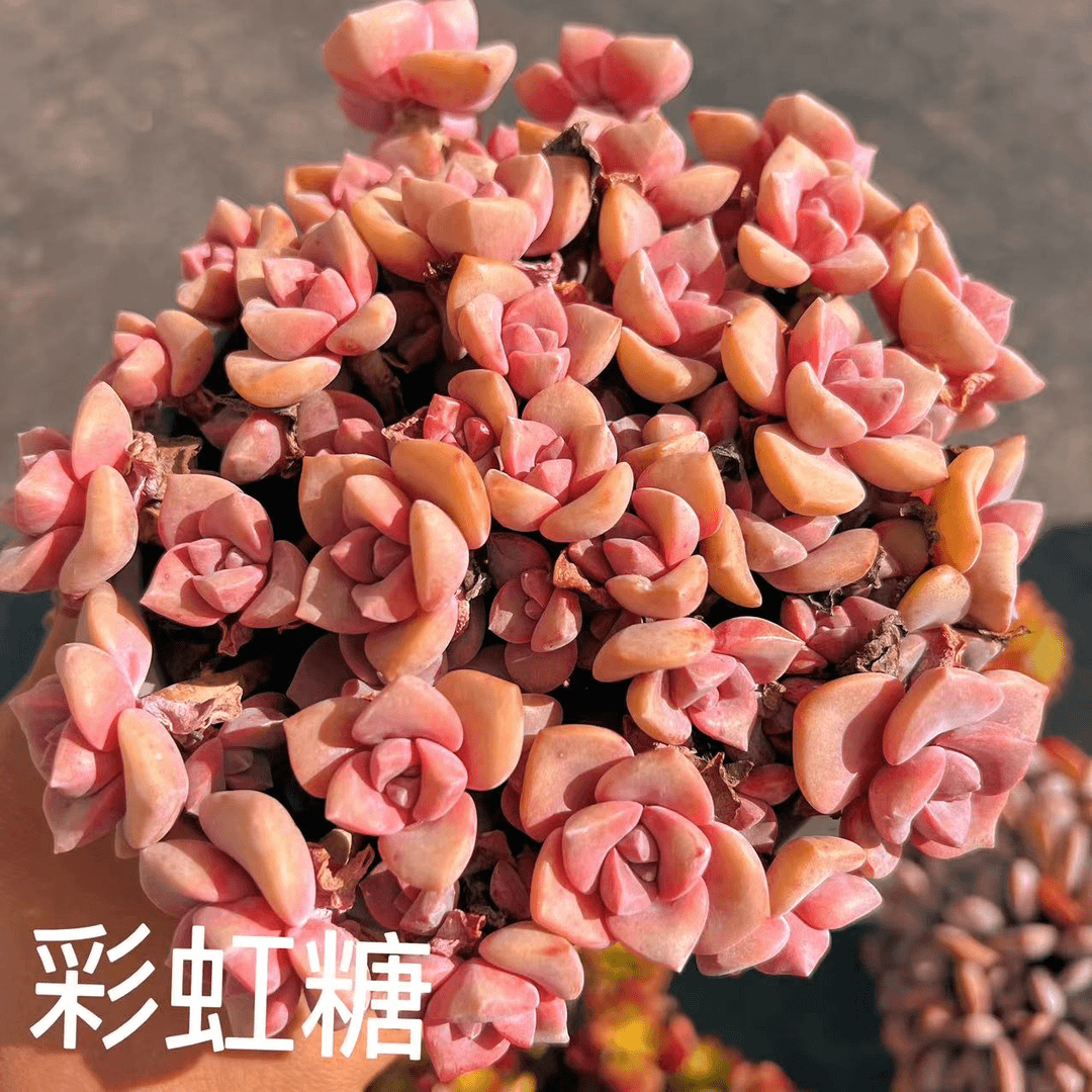 彩虹糖组合 13cm   9.9元  多肉植物