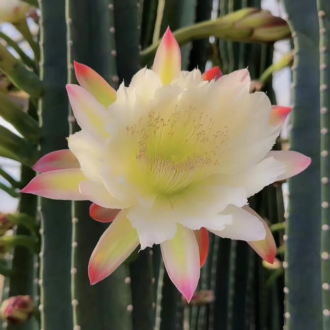 零花钱多肉  量天尺  高30-40cm  仙人掌科 简单  种植  施肥