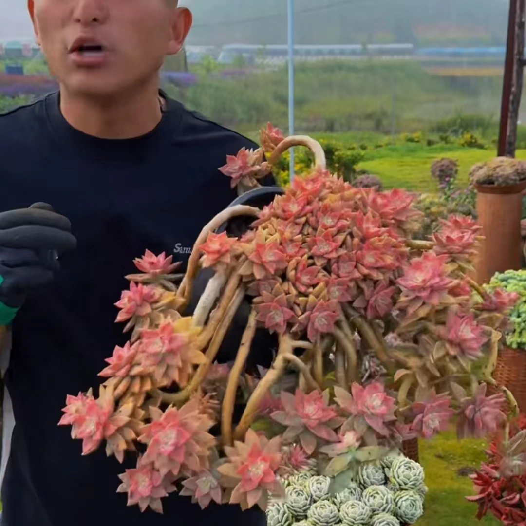 零花钱多肉   橙色恋人     多肉植物 春秋 养护 低温 土壤