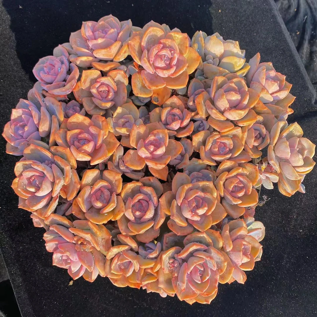 零花钱多肉  彩虹糖   29.8元 葡萄架    多肉植物  施肥 种植