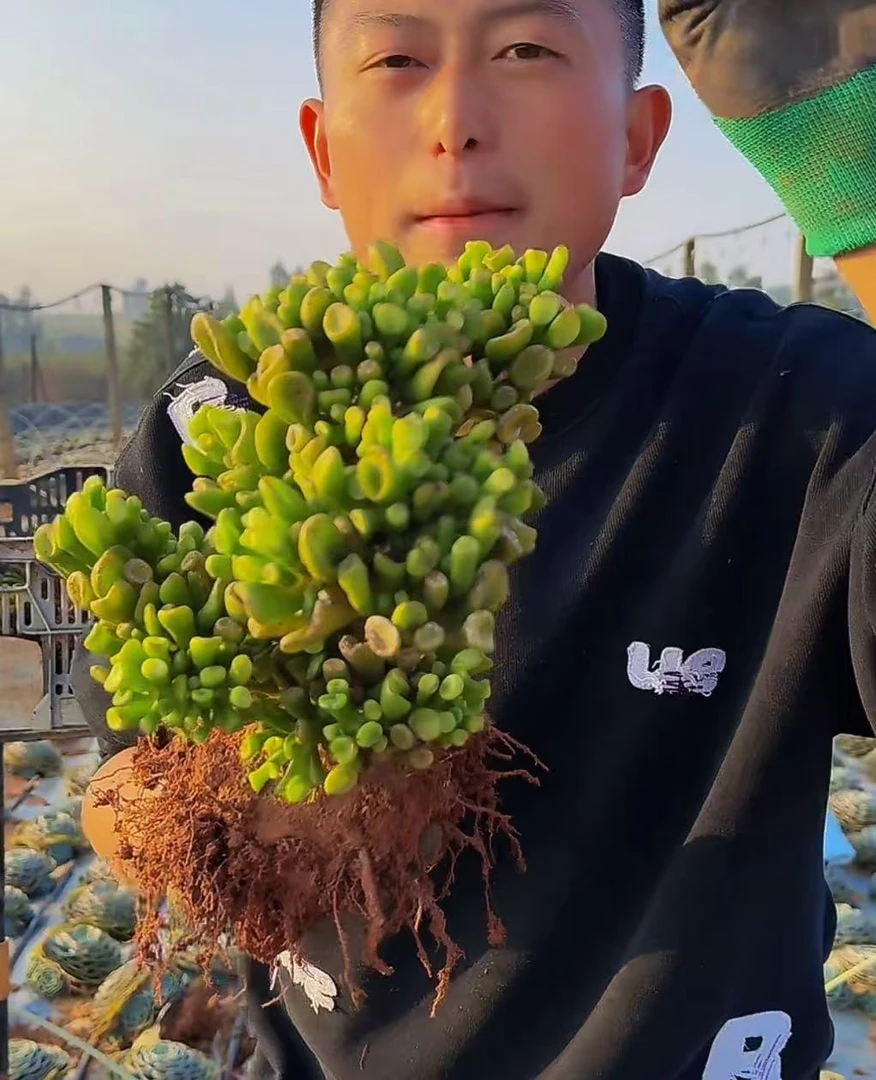 零花钱多肉 地栽老版吸财树 葡萄架 多肉植物