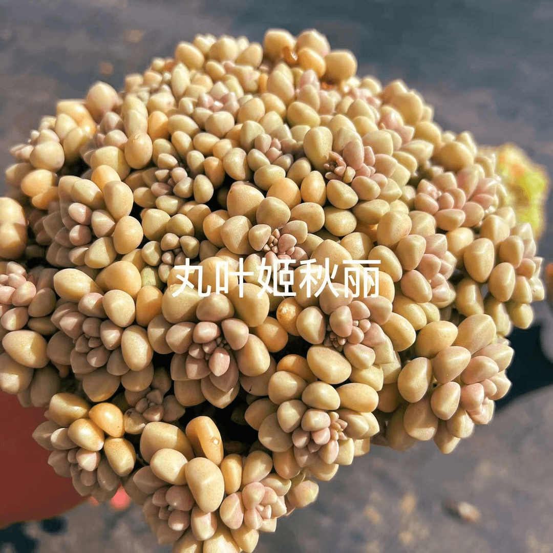 丸叶姬秋丽组合    13cm   9.9元   多肉植物