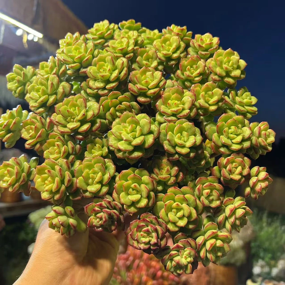 零花钱多肉    精品探戈    18#    多肉植物   种植    施肥