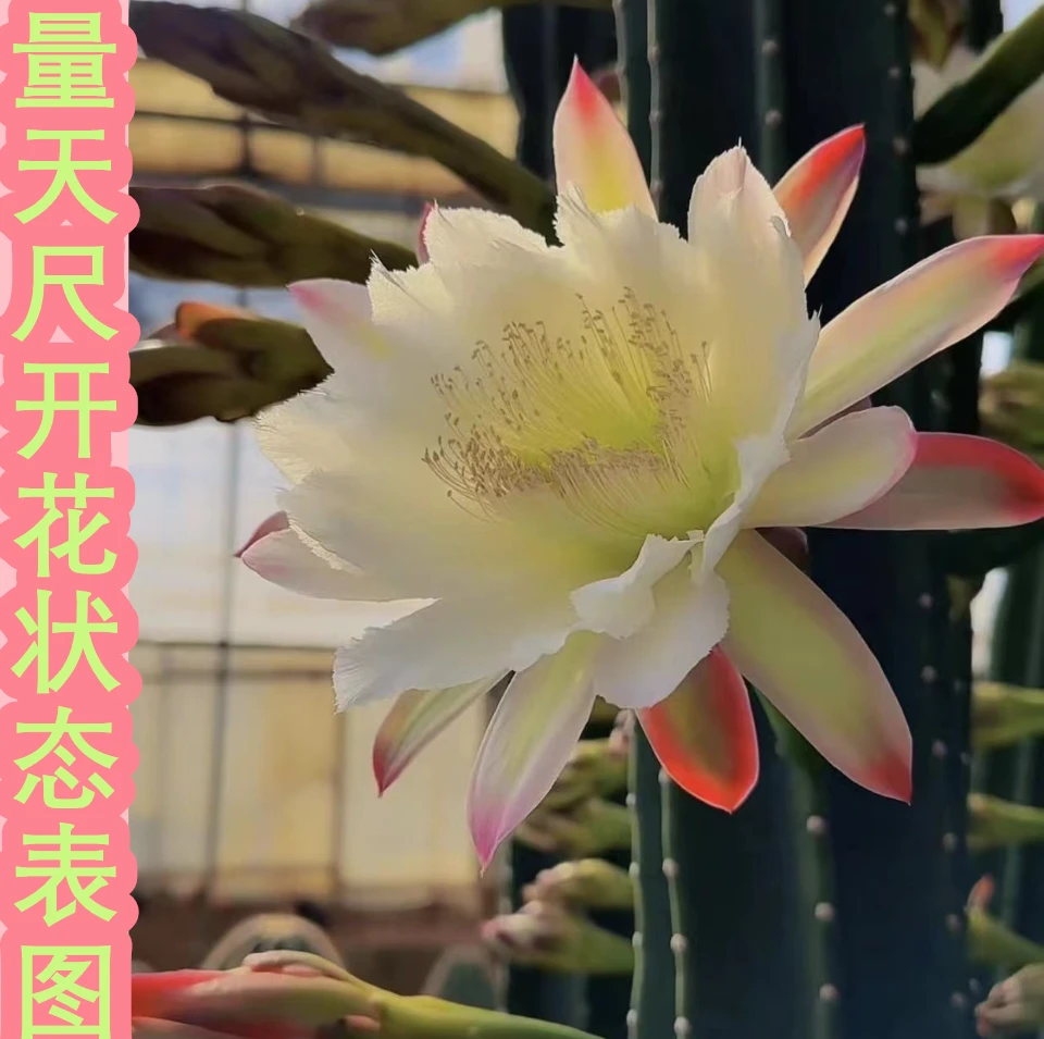 零花钱多肉   量天尺   高60-70cm  仙人掌科