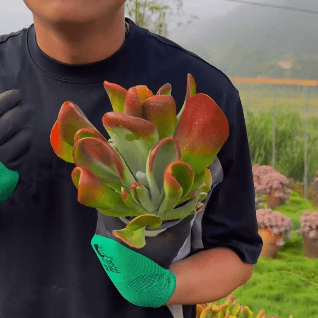 勿动勿动勿动  零花钱多肉 火狐狸  11.8元  多肉植物