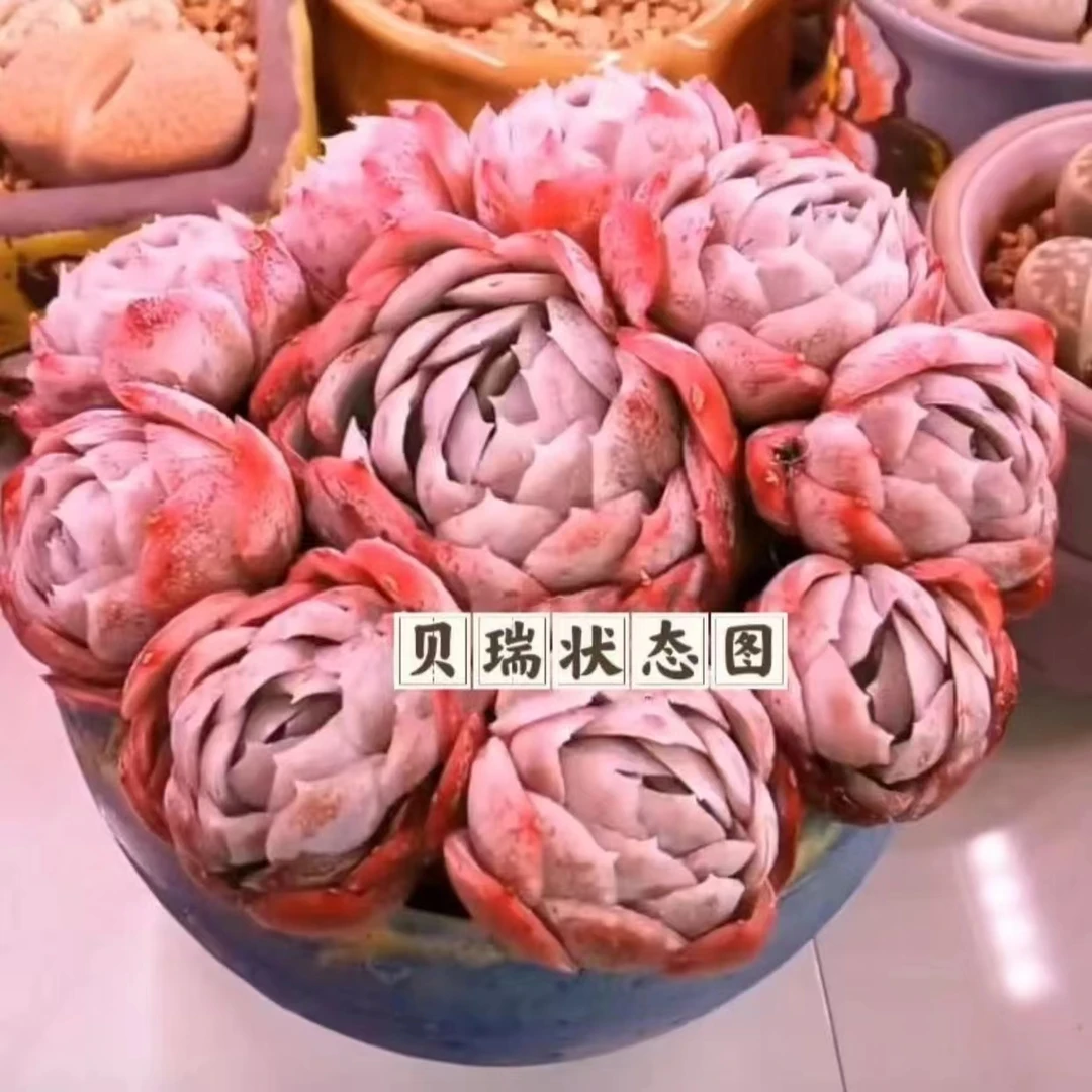 零花钱多肉   地栽香水贝瑞   多肉植物