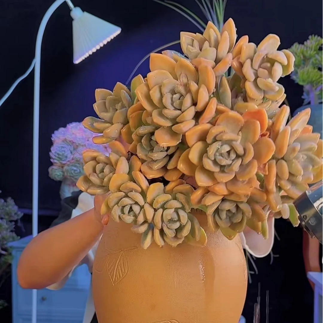 零花钱多肉     盆栽冬美人     多肉植物