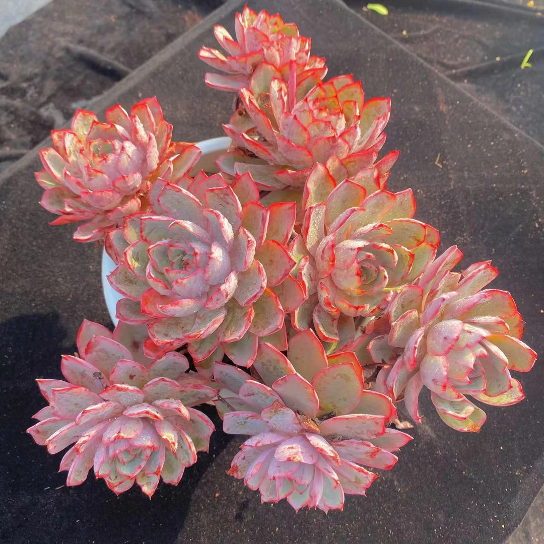 零花钱多肉 盆栽老桩赫拉    多肉植物