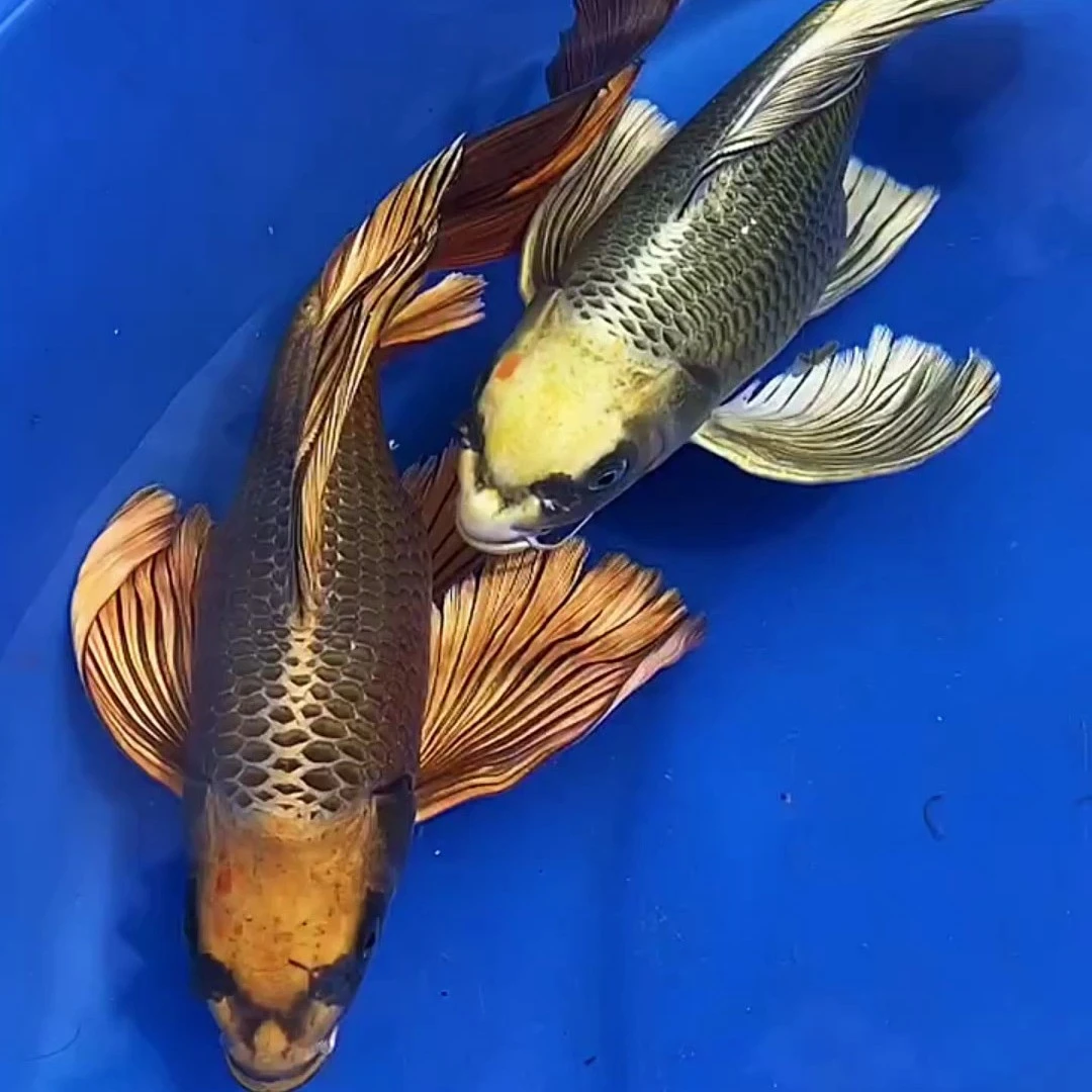 精品蝴蝶鲤根据直播间尺寸规格下单，普身、短身蝴蝶鲤