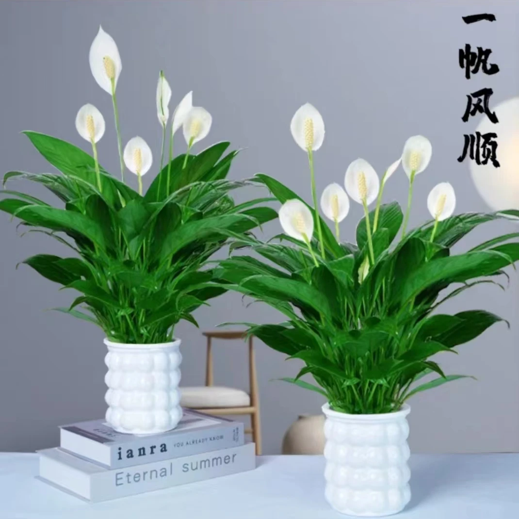 白掌盆栽一帆风顺水培植物室内好养花卉绿植水养四季开花
