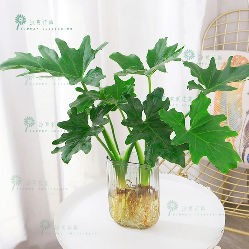 春羽绿植盆栽室内花卉植物易养活四季常青水培植物办公室吸甲醛