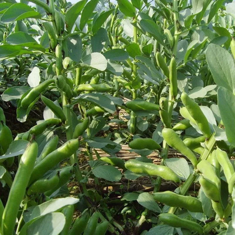 贵州新鲜采摘露天蚕豆2000g