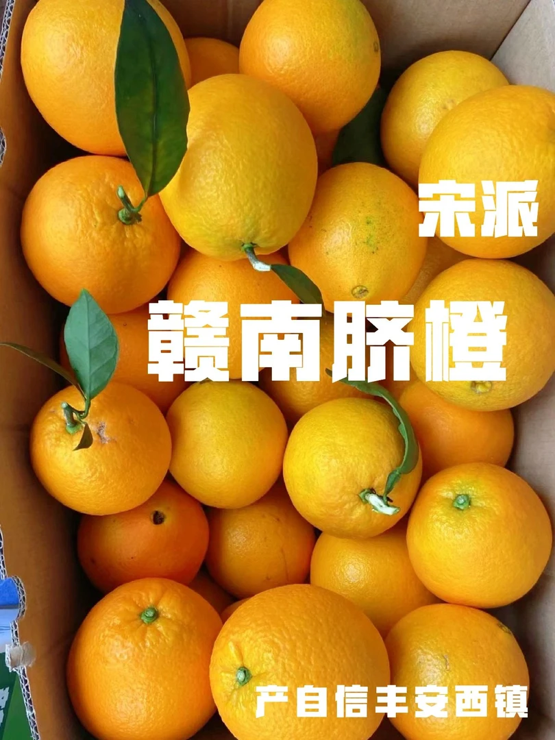 【宋派】江西赣南脐橙橙子信丰安西脐橙果园直发现摘现发