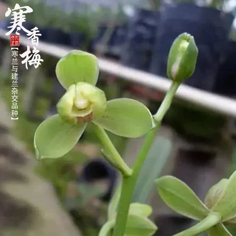四季建兰红草红荷，勿乱拍