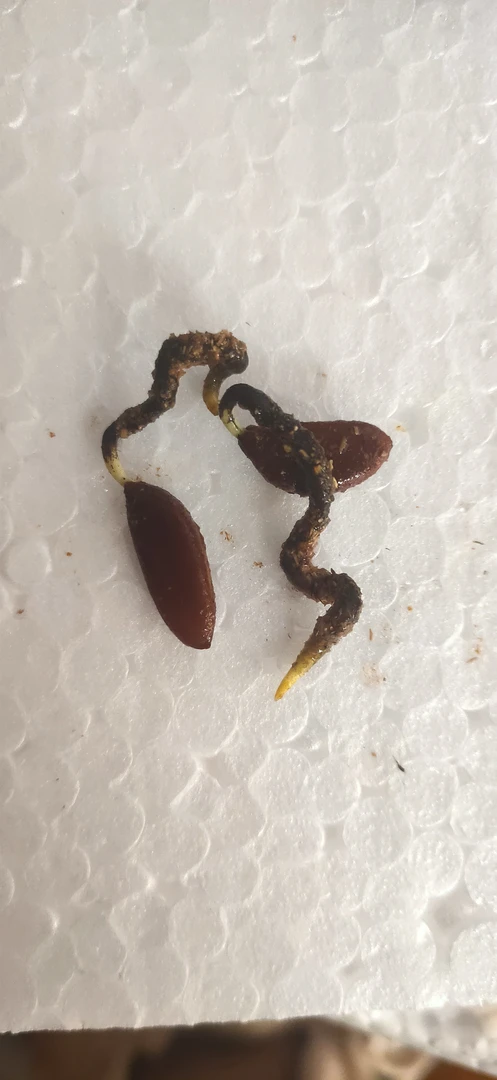 金弹子弯弯皎皎吹芽种子