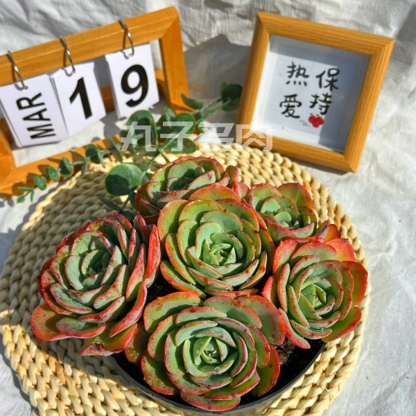 黄桃 丸子多肉植物 (带盆带土）新手好养 阳台庭院盆栽 好美哟