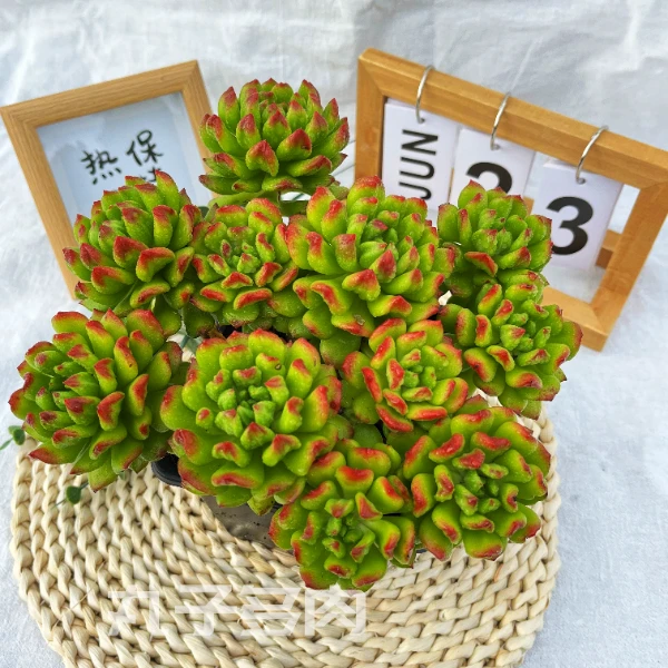红灯笼  丸子多肉植物 （不带盆不带土）新手好养阳台户外盆栽