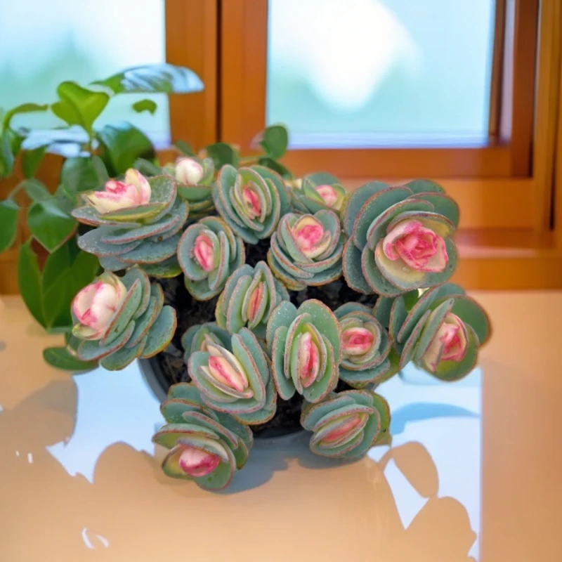 贝壳锦 多肉植物盆栽（ 带盆带土）阳台庭院盆栽云南产地直销好美哟