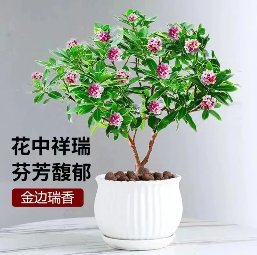 花中吉瑞9年种苗瑞金边瑞香盆景室内室外四季绿植南方北方地栽