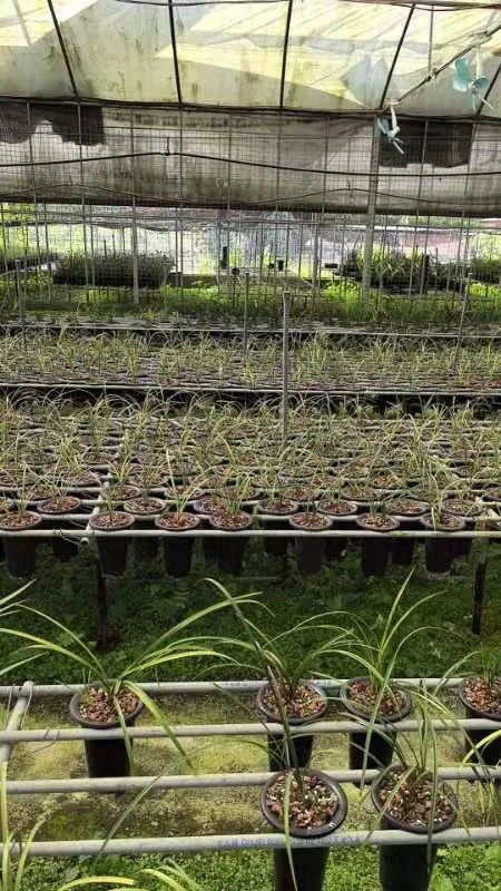 一物一拍直播间专用链接兰花苗