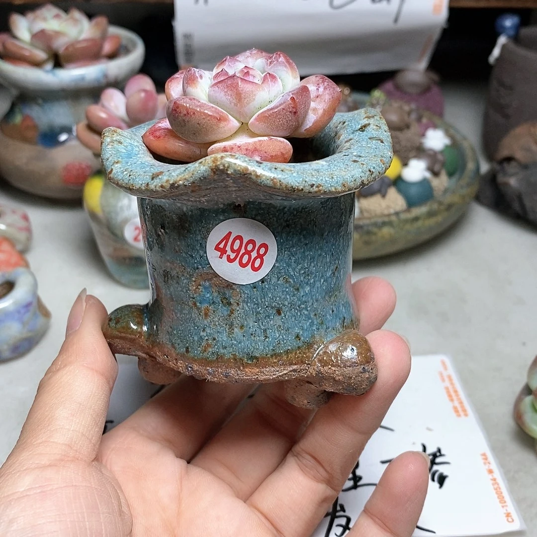 红陶20CM（含）-50CM（不含）