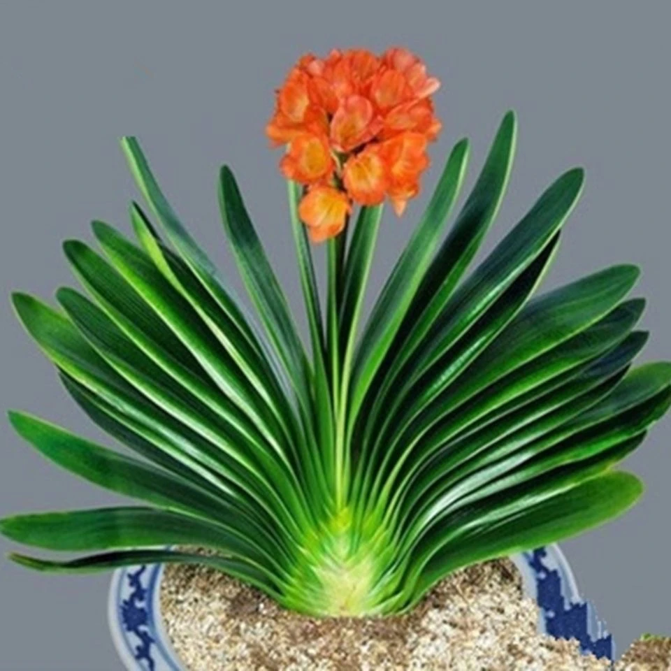 【臻品君子兰15叶以上】精品君子兰盆栽室内绿植君子兰四季常青植物