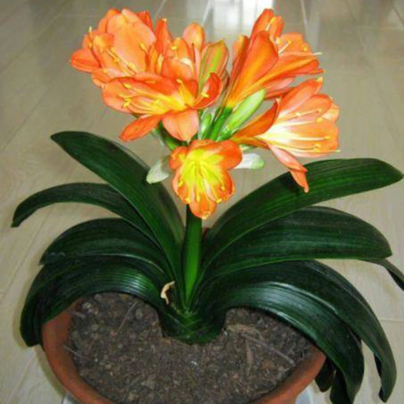 【天娇君子兰】君子兰花卉植物室内易活绿植四季常青好养兰花