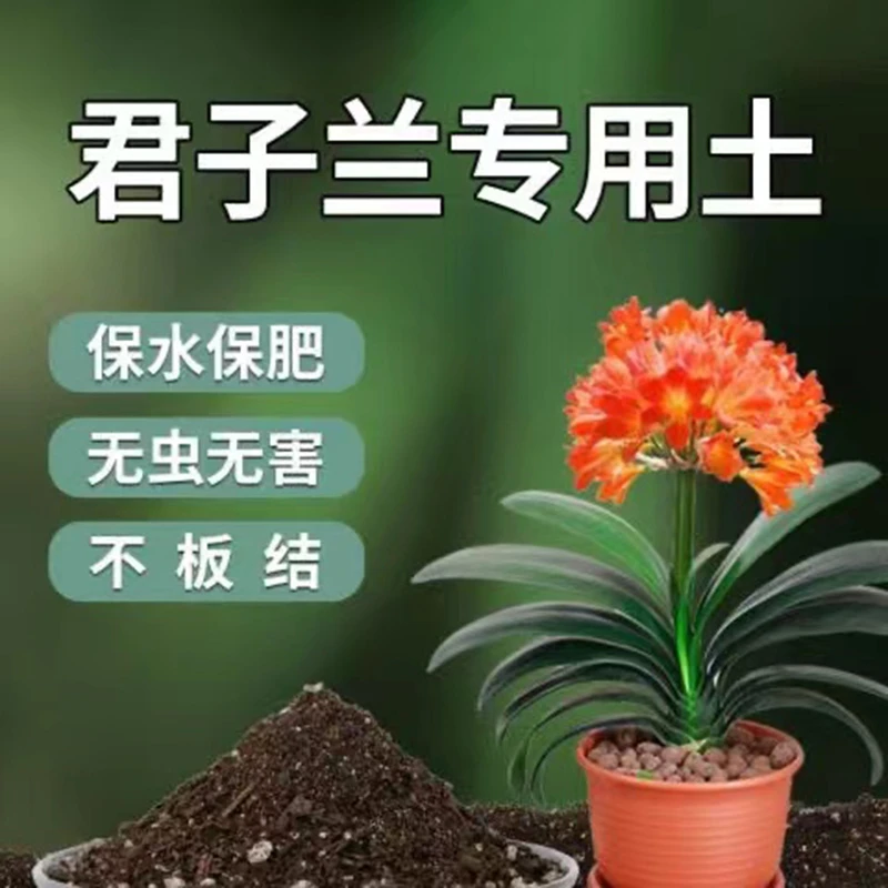 君子兰专用土君子兰盆栽君子兰花苗君子兰肥料君子兰促花肥料