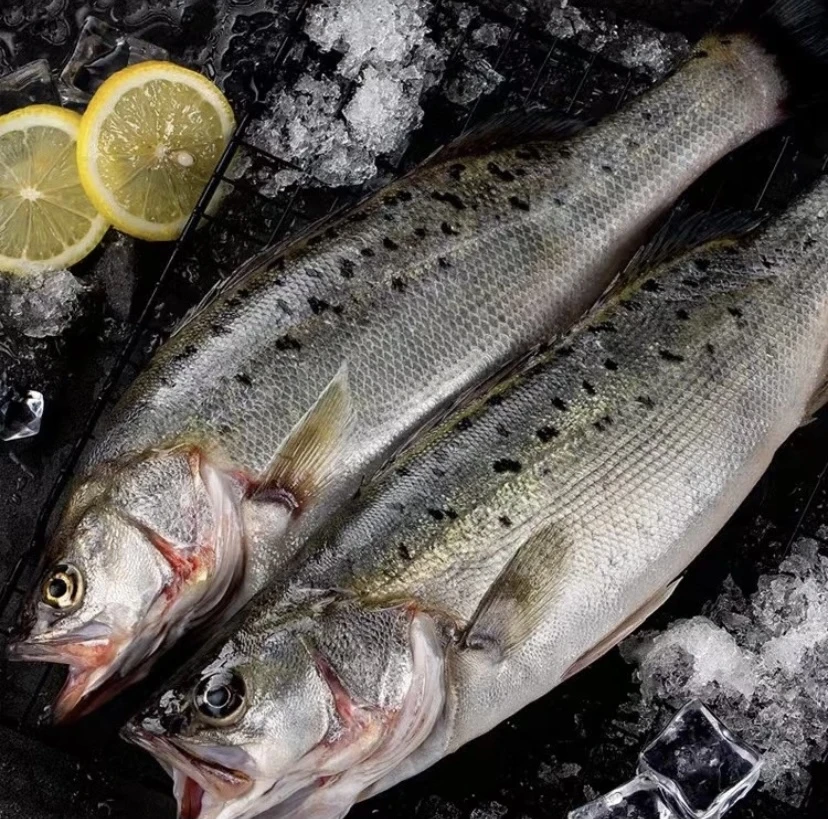 野生海鲈鱼 现称现拍专属链接