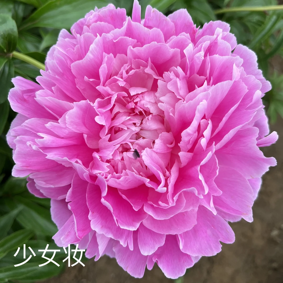 芍药【少女妆】先发肥料秋季发苗