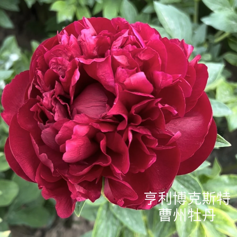 芍药【亨利博克斯特】先发肥料秋季发苗