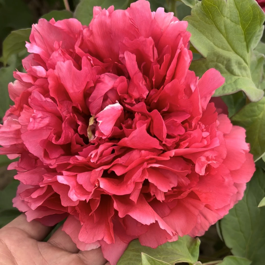 牡丹【霓虹幻彩】先发肥料 秋季发苗