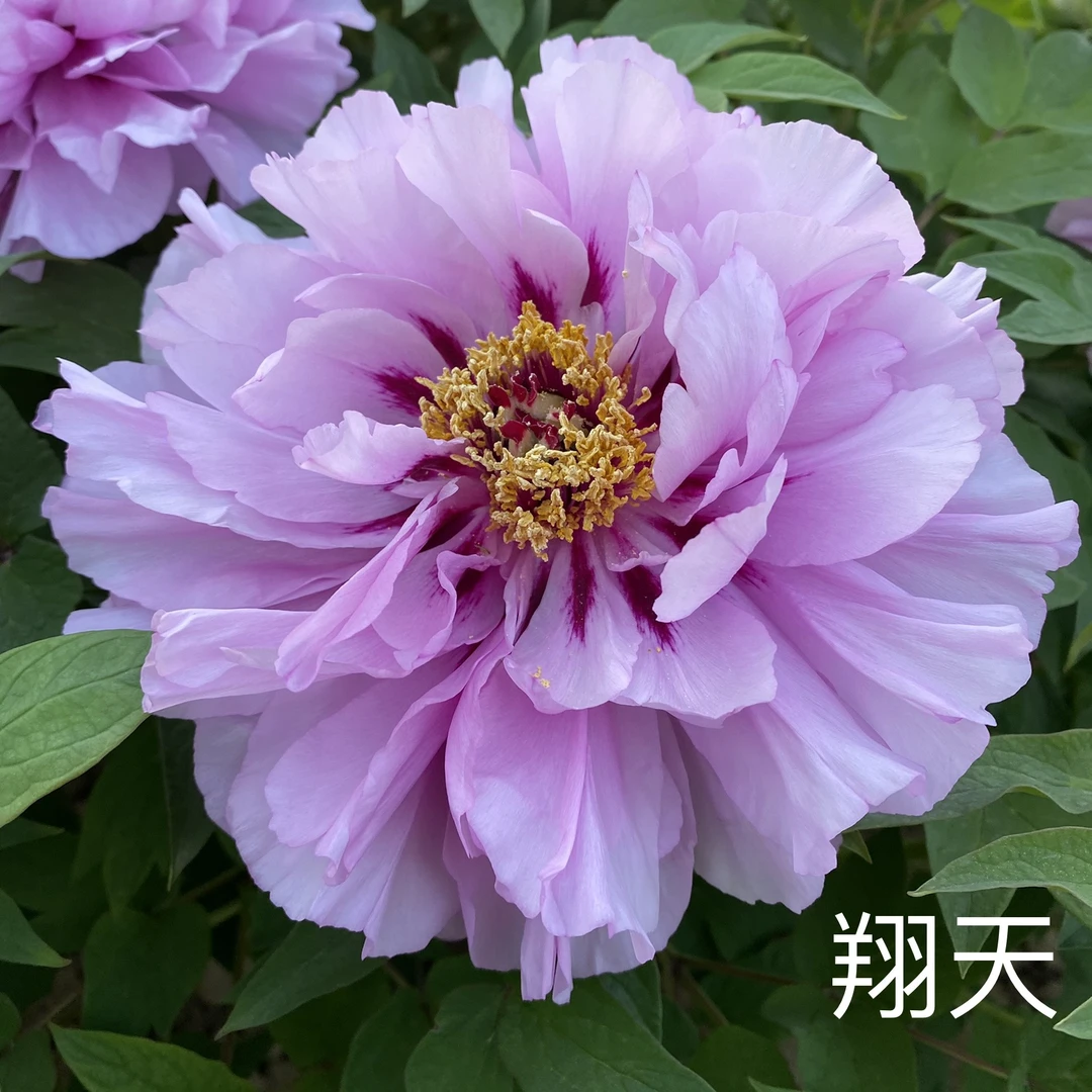 牡丹【翔天】先发肥料秋季发苗