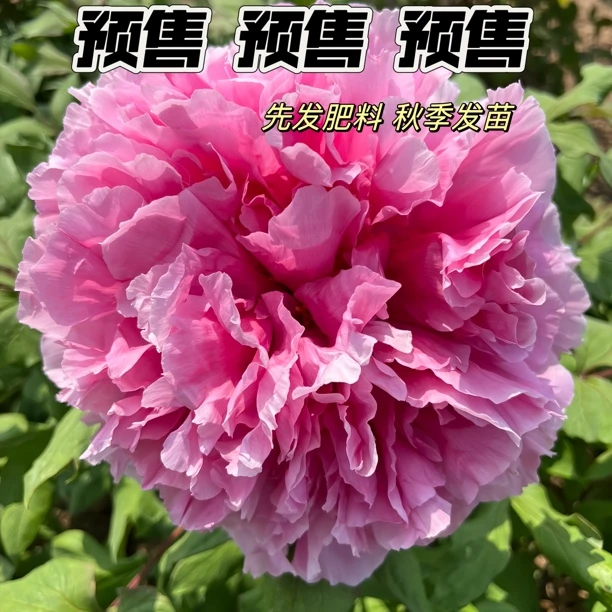 牡丹【圣代】先发肥料 秋季发苗