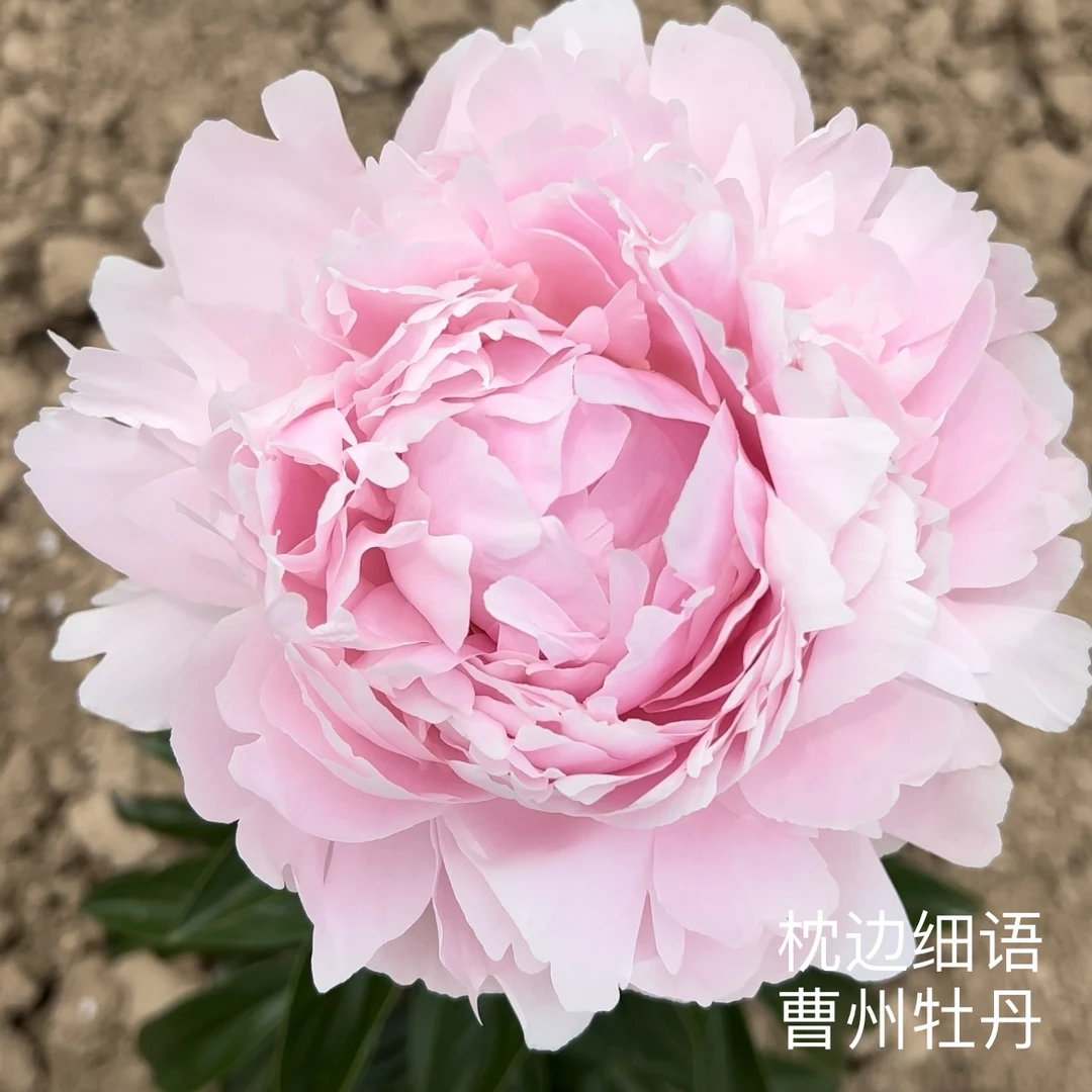 芍药【枕边细语】先发肥料秋季发苗