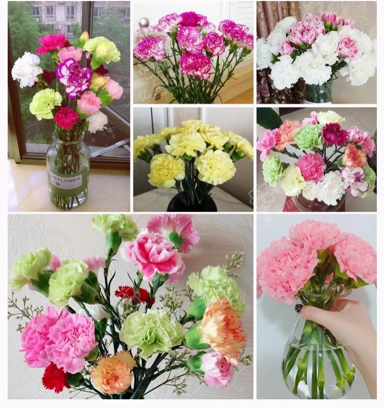 【康乃馨包邮颜色随机】花云南斗南鲜花基地直供新鲜现货直供全国